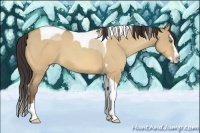 Horse Color:Amber Champagne Roan Dun Splash Tobiano 