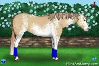 Horse Color:White Spotted Red Dun Splash 