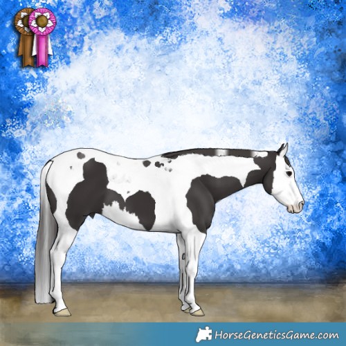 Horse Color:Smoky Black Splash Tobiano 