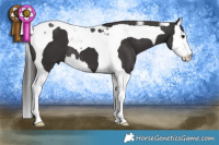 Horse Color:Smoky Black Splash Tobiano 