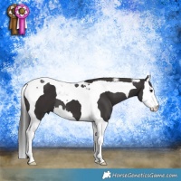 Horse Color:Smoky Black Splash Tobiano