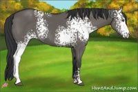 Horse Color:White Spotted Grullo