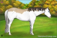 Horse Color:Amber Cream Champagne Splash 