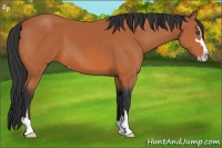 Horse Color:Bay Sabino 