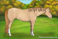 Horse Color:Unknown 
