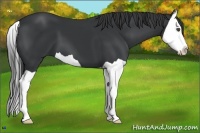 Horse Color:Black Splash