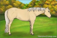 Horse Color:Palomino