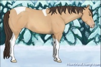 Horse Color:Amber Champagne Tobiano 