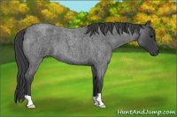Horse Color:Smoky Blue Roan 
