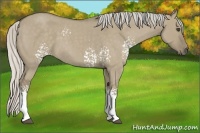 Horse Color:White Spotted Silver Smoky Grullo Roan 