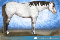 Horse Color:Bay Roan Splash Tobiano Appaloosa Rabicano 
