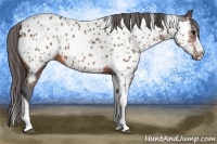 Horse Color:Bay Roan Splash Tobiano Appaloosa Rabicano 