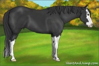 Horse Color:Black Sabino Splash