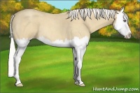 Horse Color:Silver Classic Cream Champagne Roan Splash