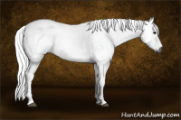 Horse Color:Gray Buckskin