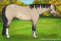 Horse Color:Bay Roan Dun 