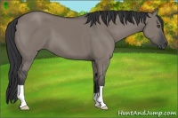 Horse Color:Grullo 