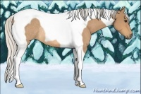 Horse Color:Silver Buckskin Tobiano Rabicano