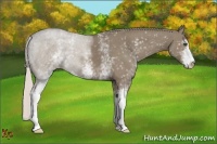 Horse Color:White Spotted Silver Grullo Sabino 