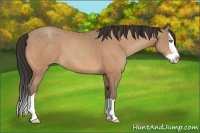 Horse Color:Unknown 