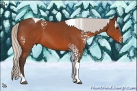 Horse Color:White Spotted Silver Bay Tobiano