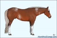 Horse Color:White Spotted Silver Bay 