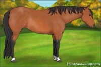 Horse Color:Bay Rabicano 