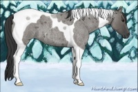 Horse Color:Grullo Roan Tobiano 