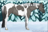 Horse Color:Grullo Roan Tobiano 