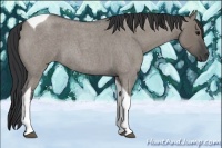 Horse Color:Grullo Roan Tobiano 