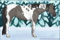 Horse Color:Grullo Roan Tobiano 