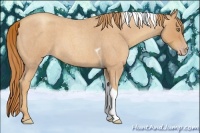 Horse Color:Gold Champagne Roan Tobiano 