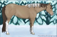 Horse Color:Classic Champagne Tobiano 