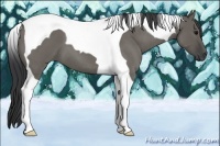 Horse Color:Grullo Roan Tobiano