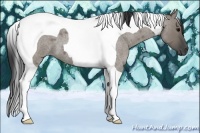 Horse Color:Grullo Roan Tobiano 