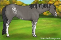 Horse Color:White Spotted Grullo Roan 