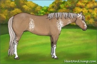 Horse Color:White Spotted Silver Bay Dun 