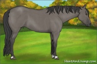Horse Color:Smoky Grullo Roan 