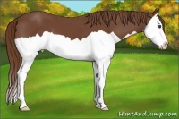 Horse Color:Chestnut Splash 