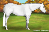 Horse Color:Gray Smoky Blue Roan 