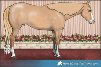 Horse Color:Red Dun Splash Rabicano