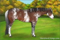 Horse Color:White Spotted Bay Rabicano