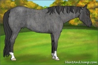 Horse Color:Blue Roan Brindle
