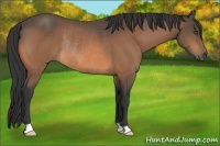 Horse Color:Buckskin Rabicano