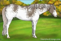 Horse Color:White Spotted Silver Grullo