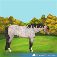 Horse Color:Unknown 