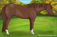 Horse Color:Chestnut 