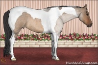 Horse Color:Bay Roan Dun Tobiano