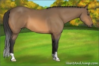 Horse Color:Buckskin 