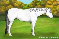 Horse Color:White Spotted Black 